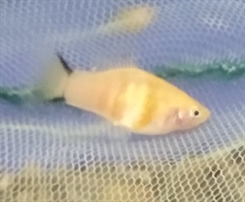 Platy gul koral zebra